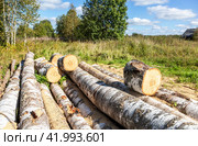 Sawn birch wood outdoors on a sunny day. Preparing firewood for the winter. Forrest industry. Стоковое фото, фотограф FotograFF / Фотобанк Лори