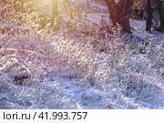 Всё покрыто инеем в лучах солнышка. Стоковое фото, фотограф Евгения Золкина / Фотобанк Лори