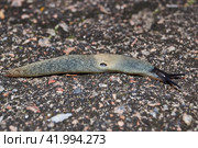 The slug Krynickillus melanocephalus crawls along the paths in the garden. The slug Krynickillus melanocephalus is a terrestrial gastropod mollusk of the order pulmonate snails of the family Agriolimacidae. Стоковое фото, фотограф Андрей Жигальцов / Фотобанк Лори