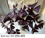 Ornate houseplants: a lush bouquet of triangular oxalis in soft evening light; photo sketch on the windowsill. Bicolor leaves and small pink flowers of purple wood sorrel looks great in any interior. Стоковое фото, фотограф Анатолий Власов / Фотобанк Лори