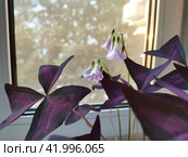 Ornate houseplants: close-up of butterfly shaped triple leaves of triangular oxalis; photo sketch by the window. Bicolor leaves and small pink flowers of purple wood sorrel looks great in any interior. Стоковое фото, фотограф Анатолий Власов / Фотобанк Лори