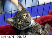 Egyptian Mau gray cat sleeping on a litter. Стоковое фото, фотограф Аксенова Вера / Фотобанк Лори