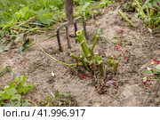 dahlia tubers just lifted for overwintering. Стоковое фото, фотограф Ольга Сейфутдинова / Фотобанк Лори