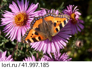 Butterfly Urticaria (lat. Aglais urticae, = Nymphalis urticae) collects nectar from flowers. Стоковое фото, фотограф Андрей Жигальцов / Фотобанк Лори