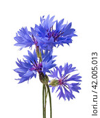 Big bluet cornflower isolated on white background. Стоковое фото, фотограф Катерина Ковалева / Фотобанк Лори