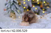 A funny shaggy fluffy hamster nibbles feed seeds from a bowl on a Christmas background with fairy lights and bokeh. Стоковое видео, видеограф Ольга Симонова / Фотобанк Лори