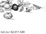 Свекла, картошка, гриб, горох, патиссон. Репродукция графического рисунка со старинной книги сделана в январе 2024 года. Редакционное фото, фотограф Сергей Никифоров-Гордеев / Фотобанк Лори