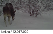 Лось в зимнем лесу. Стоковое видео, видеограф Евгений Ковалев / Фотобанк Лори