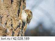 Птица пищуха на дереве. Стоковое фото, фотограф Илья Бурыкин / Фотобанк Лори