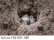 Птенцы береговой ласточки. Стоковое фото, фотограф Илья Бурыкин / Фотобанк Лори