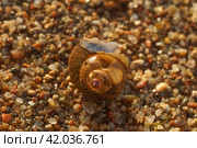 Пустая сломанная раковина пресноводной улитки / empty broken freshwater snail shell. Стоковое фото, фотограф Александр Паньков / Фотобанк Лори