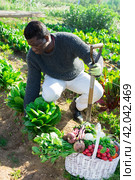 African american male farmer hoeing spinach bushes in the kitchen garden. Стоковое фото, фотограф Яков Филимонов / Фотобанк Лори