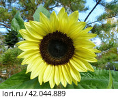 Яркий подсолнух. Подсолнечник (лат. Helianthus, «цветок солнца») происходит от греческих слов helios («солнце») и anthemon («цветок»). Стоковое фото, фотограф Сергей Елизарьев / Фотобанк Лори