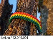 Paracord bracelet. Стоковое фото, фотограф Артем Лукин / Фотобанк Лори