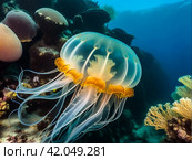 Jellyfish (Cubozoa) swimming in tropical underwaters bottom view. Medusa in underwater wild animal world. Observation of wildlife ocean. Scuba diving in Ecuador coast. Copy text space. Стоковое AI-изображение, AI-художник Aleksandr Golubev / Фотобанк Лори