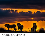 Three lions at sunset on hilltop in savannah in South Africa. Amazing wildlife animal backgrounds during sunrise. Holidays in South Africa of RSA. Стоковое AI-изображение, AI-художник Aleksandr Golubev / Фотобанк Лори