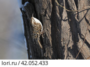 Обыкновенная пищуха (Certhia familiaris) на стволе дерева. Стоковое фото, фотограф Садовский Анатолий / Фотобанк Лори