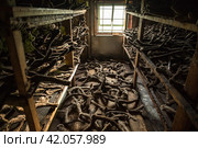 заготовка и сушка оленьих рогов. Стоковое фото, фотограф Данил Хусаинов / Фотобанк Лори