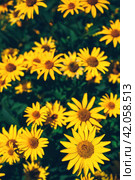 False yellow sunflower grows in summer flower garden. Стоковое фото, фотограф Александра Конопля / Фотобанк Лори