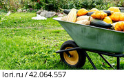 Harvest of cobblers and pumpkins in a garden wheelbarrow. Стоковое фото, фотограф Igor Skripachev / Фотобанк Лори