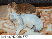 Two British cats of red and silver color sleep together on the bed. The relationship of pets in the house. Стоковое фото, фотограф Неведицына Елена / Фотобанк Лори