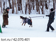 Дрессировка собак для несения защитной караульной службы (2024 год). Редакционное фото, фотограф Андрей Иванов / Фотобанк Лори