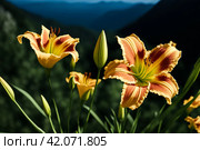 Generative Ai illustration of daylily flowers at mountains backgrounds. Nature wallpaper concept. Cartoon illustration. Copy ad text space. Стоковое AI-изображение, AI-художник Aleksandr Golubev / Фотобанк Лори