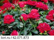 Beautiful red roses. Стоковое фото, фотограф Андрей Шалари / Фотобанк Лори