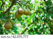 Image of ripe juicy pears hanging on a tree branch. Стоковое фото, фотограф Яков Филимонов / Фотобанк Лори