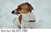 A Jack Russell Terrier shivers in the winter snow. Стоковое фото, фотограф Mikhail Davidovich / Фотобанк Лори
