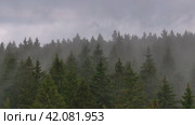 Aerial cinematic ascent over treetops in fog. Стоковое видео, видеограф Данил Руденко / Фотобанк Лори