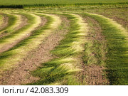 Flax field during harvest at summer day. Стоковое фото, фотограф Андрей Шалари / Фотобанк Лори