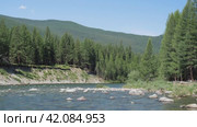 Video of Altai river Bashkaus. On the river banks there is siberian larch taiga forest. Стоковое видео, видеограф Сергей Пристяжнюк (Serg Zastavkin) / Фотобанк Лори
