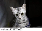 Kitten Egyptian mau portrait closeup at home. Стоковое фото, фотограф Аксенова Вера / Фотобанк Лори