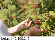 Собирать ягоды с куста красной и черной малины. Стоковое фото, фотограф Анастасия Пипко / Фотобанк Лори