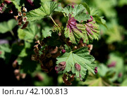 Leaf of red currant bush infected with pests - gallic aphid (Capitophorus ribis, Aphidoidea). Aphids absorb the sap of the plant, the leaves deform, reddish-brown spots form on the leaves. Plant pests. Стоковое фото, фотограф Вербицкая Светлана / Фотобанк Лори