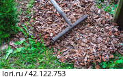 Mulch conifers in garden, preparing plants for winter (2023 год). Редакционное фото, фотограф Скрипачев Антон / Фотобанк Лори