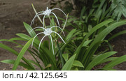 Beautiful white flowers hymenocallis littoralis beach spider lily. The long thin petals and stamens are elegantly curved. The background is green leaves. Malaysia. Стоковое фото, фотограф Вера Ивановна Кубарева / Фотобанк Лори