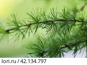 Branches with young needles European larch Larix decidua. Стоковое фото, фотограф Есич Елена / Фотобанк Лори