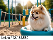 White fluffy doggy of Small German Pomeranian posing on dog playground, looking at camera. Portrait of funny puppy German Spitz dog on walk in nature, outdoors. Pet love concept. Copy ad text space. Стоковое AI-изображение, AI-художник Aleksandr Golubev / Фотобанк Лори