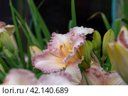 Beautiful soft pink daylily flower of the Gelato variety and Elegant Candy close-up. Blooming spring flowers in the garden. Varieties of daylilies. Стоковое фото, фотограф Оксана Медведева / Фотобанк Лори