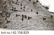 Ducks on winter pond, Ducks on winter pond, ducks on frozen pond on a sunny winter day, Duck Flocks Feeding and Swimming. mallard duck in a pond in the light of a winter morning. Стоковое фото, фотограф Скрипачев Антон / Фотобанк Лори