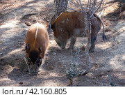 Adult red river hogs walking and digging ground in forest. Стоковое фото, фотограф Яков Филимонов / Фотобанк Лори