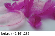 White and pink feathers sway in the wind. Soft touch. Lightness of feathers. Tenderness. Feathers are epidermal growths that form a distinctive outer covering, or plumage, avian bird and dinosaurs. Стоковое видео, видеограф Юлия Петровская / Фотобанк Лори
