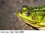 Портрет краснокнижной лягушки прудовой (Pelophylax lessonae) солнечным летним днем. Стоковое фото, фотограф Елена Кутепова / Фотобанк Лори