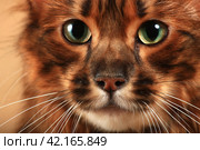 Портрет кота породы длинношерстный красный тойгер крупным планом. Стоковое фото, фотограф Елена Кутепова / Фотобанк Лори
