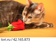 Кошка породы голубой тойгер лежит на желтом фоне в студии рядом с живой красной розой и обнюхивает цветок. Стоковое фото, фотограф Елена Кутепова / Фотобанк Лори