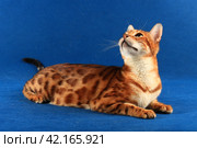 The marble cat of the Bengal breed lies and raised its head against a blue background. Стоковое фото, фотограф Елена Кутепова / Фотобанк Лори