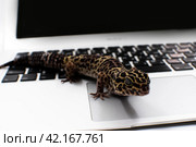Пятнистая ящерица эублефар окраса нормал на чёрной клавиатуре серебристого ноутбука. Стоковое фото, фотограф Алиса Сокол / Фотобанк Лори