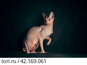 pink hairless sphinx purebred cat lying on black velvet on a dark background. Стоковое фото, фотограф Артем Курутин / Фотобанк Лори